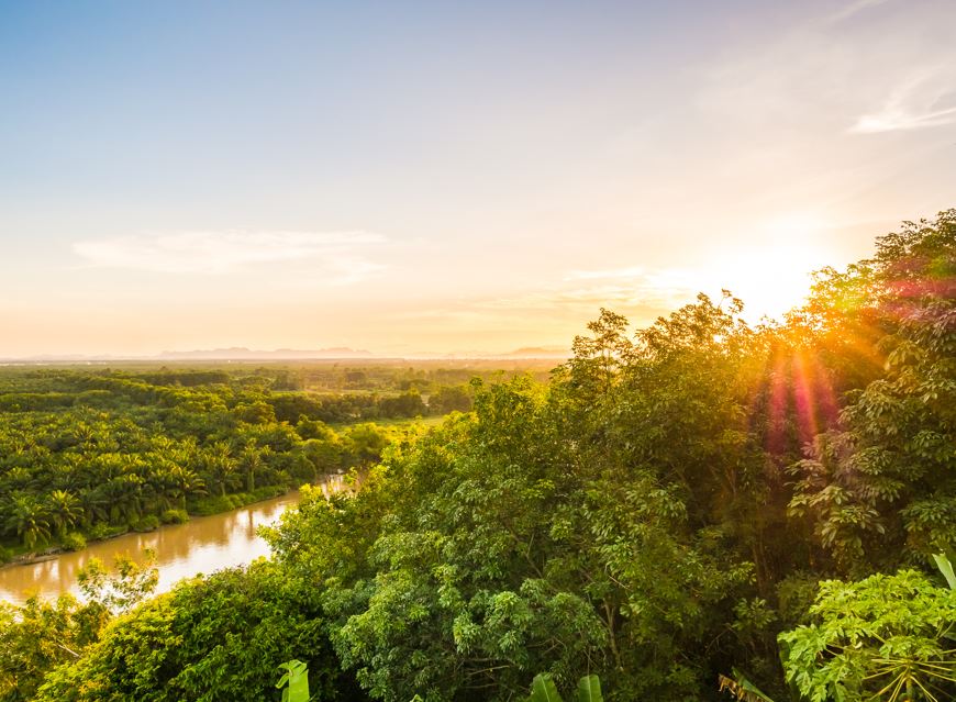 26 especies en el Amazonas