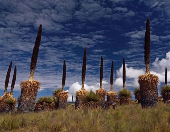La Puya Raimondii